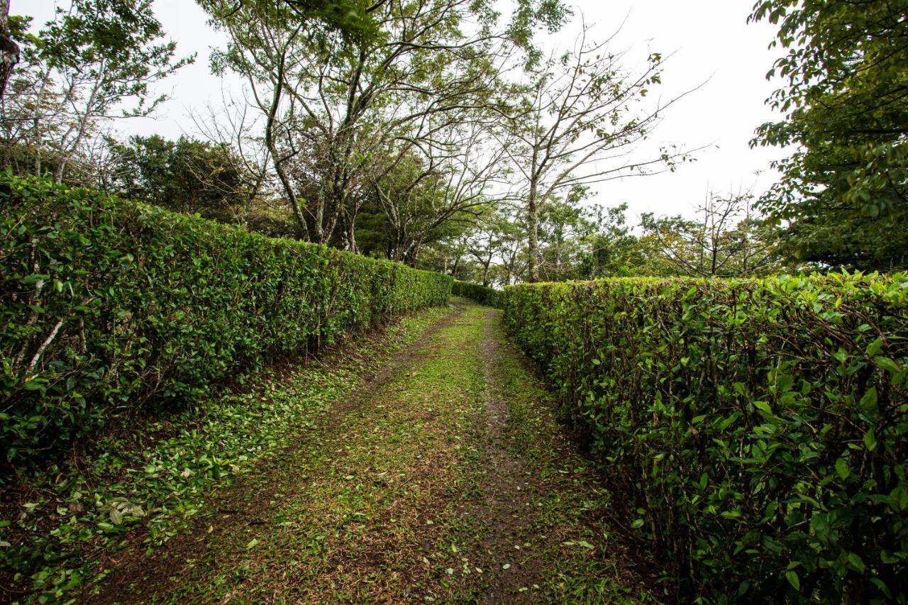Pochote Lodge Guayabo  Zewnętrze zdjęcie